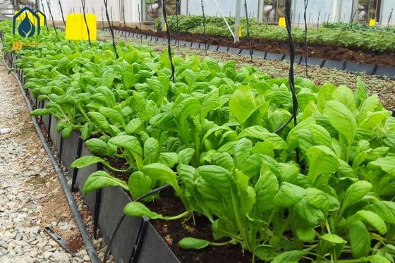 İyi bir fiyat. Topraksız yetiştirme için plastik hidroponik domates ekim çukuru PP Roll Siyah Beyaz çevrimiçi