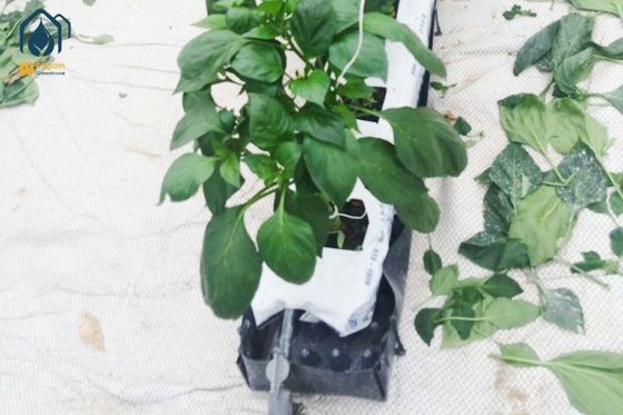 Bom preço Calhas de cultivo personalizadas para estufas, calhas hidropônicas de PP de qualidade alimentar on-line