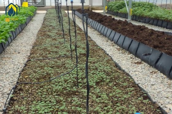 Goede prijs. PP Rollen voor de teelt in kassen Lichtgewicht Bloemen Rozen Aardbeien Tomaten Plantgoten online