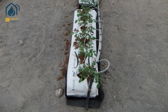 Good price Hydroponic Greenhouse Growing Troughs Black / White Tomato Plant Trough online
