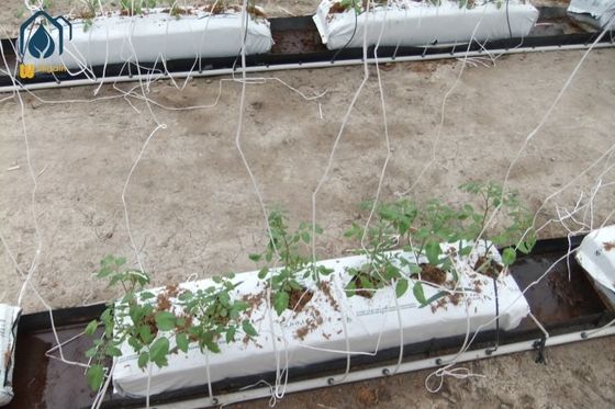 Bom preço Calhas de cultivo sem solo para estufas PP dobradas, calha de cultivo preta e branca on-line