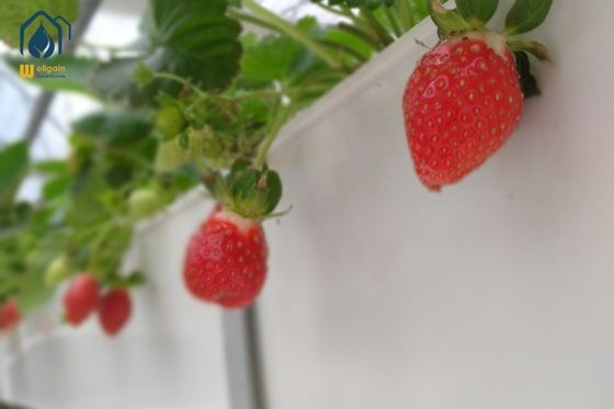 Good price Trapezoidal Strawberry Growing Troughs Vertical Planting Tomato Growing Trough UV Resistant online