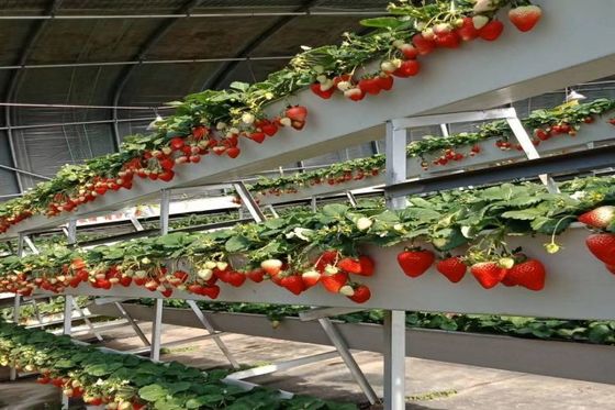 Good price Soilless Cultivation Planting Trough A Shape Cultivation Gutter White For Strawberry Freenhouse online