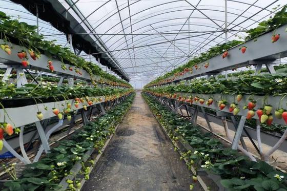 Good price Indoor / Outdoor Strawberry Growing Troughs Plastic Troughs For Growing Strawberries online