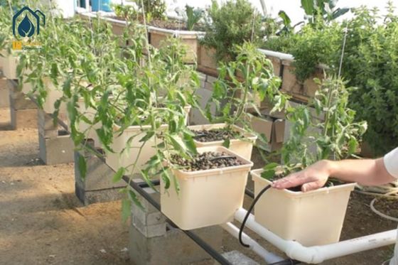 Ein guter Preis. DWC RDWC Hydroponik Dutch Bucket 11L Dutch Bucket Systeme für Ranktomaten Online