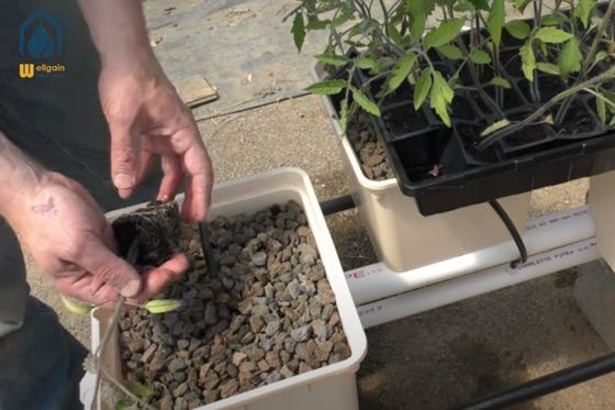 Good price Square Hydroponic Dutch Bucket System Plastic Greenhouse Dutch Bucket 11L online