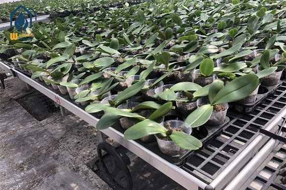 Giá tốt Tray nhựa hình chữ nhật cho nhà trẻ Tray trồng nhựa chống tia UV màu đen trực tuyến