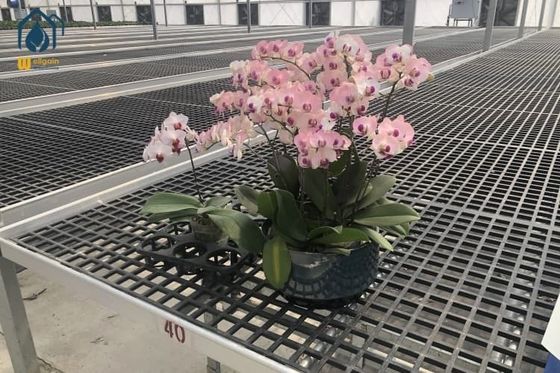 Giá tốt Khay ươm hạt nhựa PP di động, khay ươm cây hình chữ nhật để gieo hạt và trồng cây trực tuyến