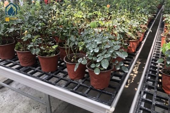 Buen precio Tableros de semillas de plástico de panel plano Tableros de semillas negros lavables con mesas de cultivo protegidas por UV en línea