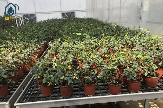 Bom preço Bandeja de Mudas de Plástico Preto Folha PP Rolante Bandeja de Cultivo Móvel on-line