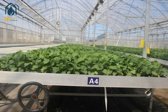 Ein guter Preis. Wire Mesh Rolling Bench Grow Tables Anti Wind / Anti UV Rolling Tables für Gewächshäuser Online