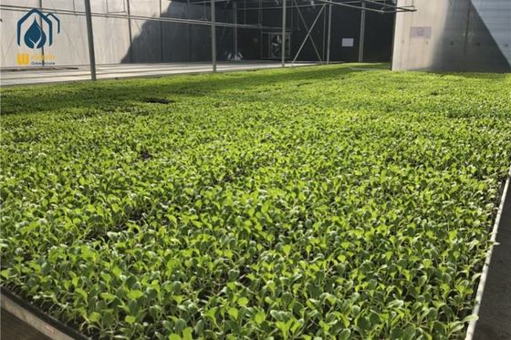 Bom preço Bancadas Rolantes Ajustáveis para Estufas, Mesas Hidropônicas Rolantes Agrícolas Personalizadas on-line